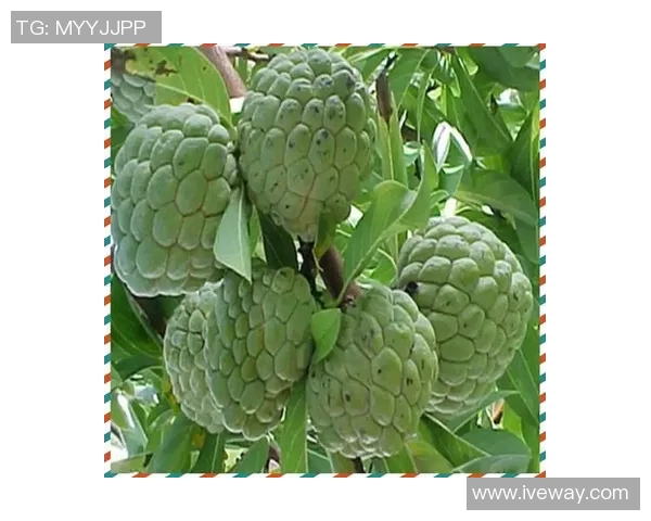 水果的丰富多样性与营养价值探索：从热带水果到本地水果的全面了解